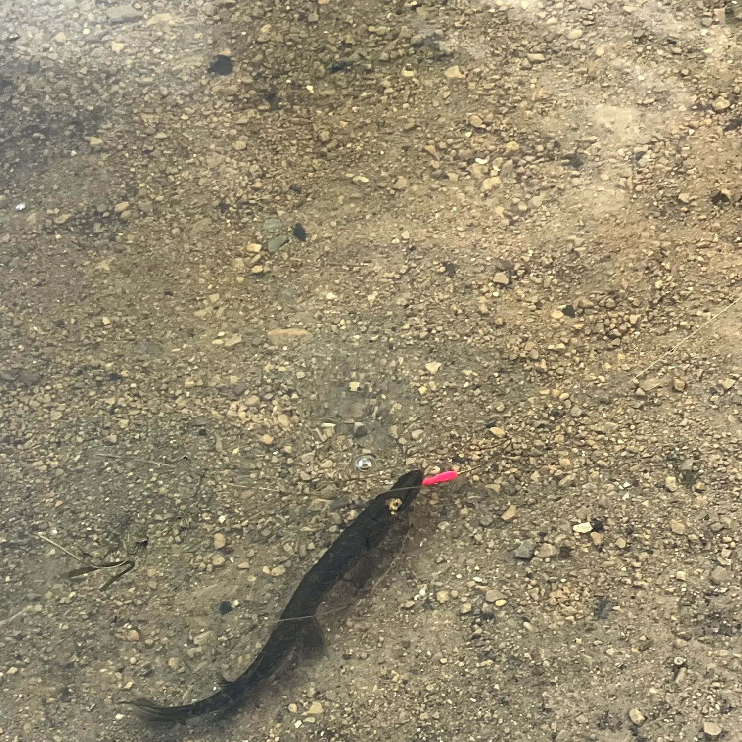 Northern pike caught on Fishbrain