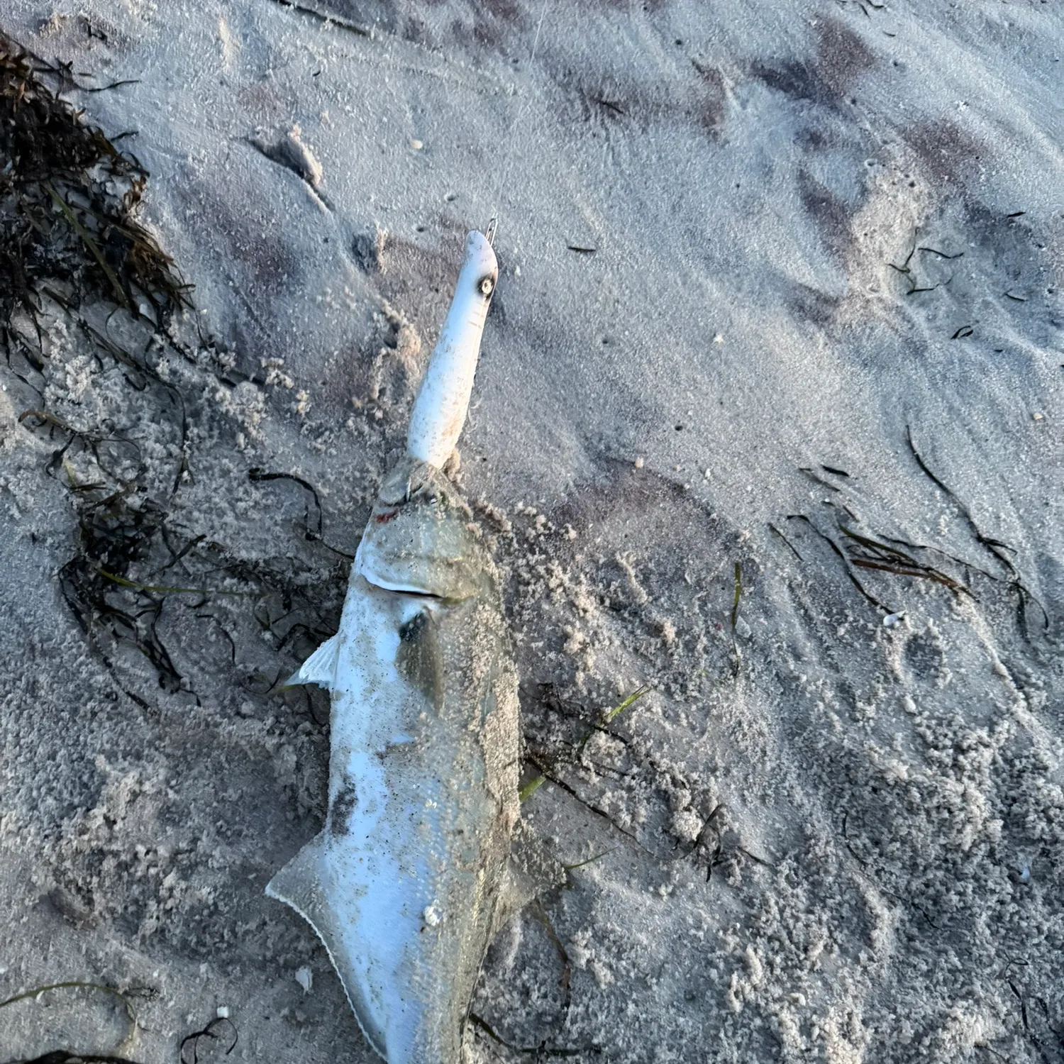 Bluefish caught on Fishbrain