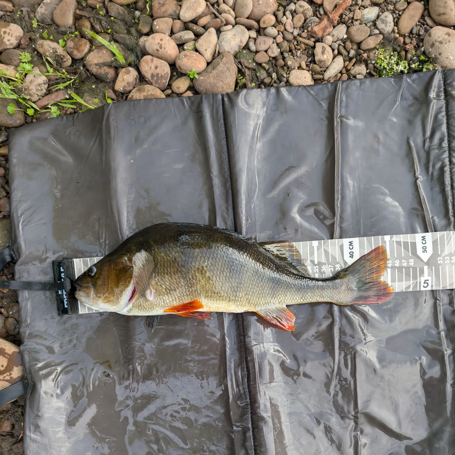European perch caught on Fishbrain
