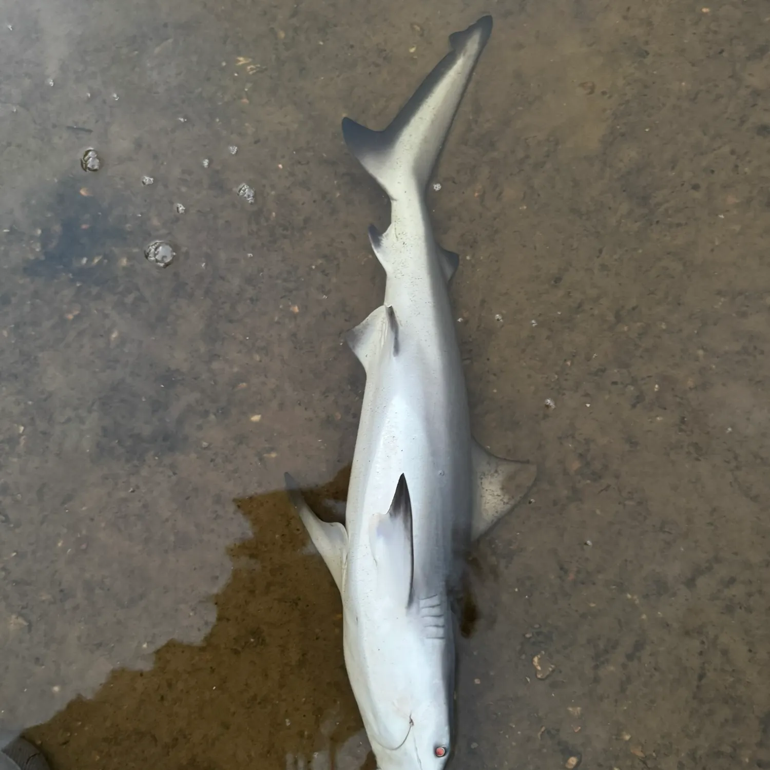 Bull shark caught on Fishbrain