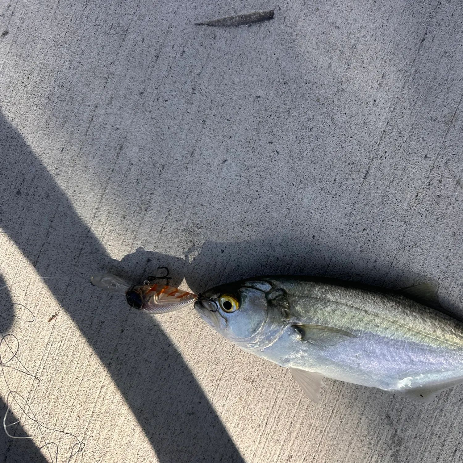 Bluefish caught on Fishbrain