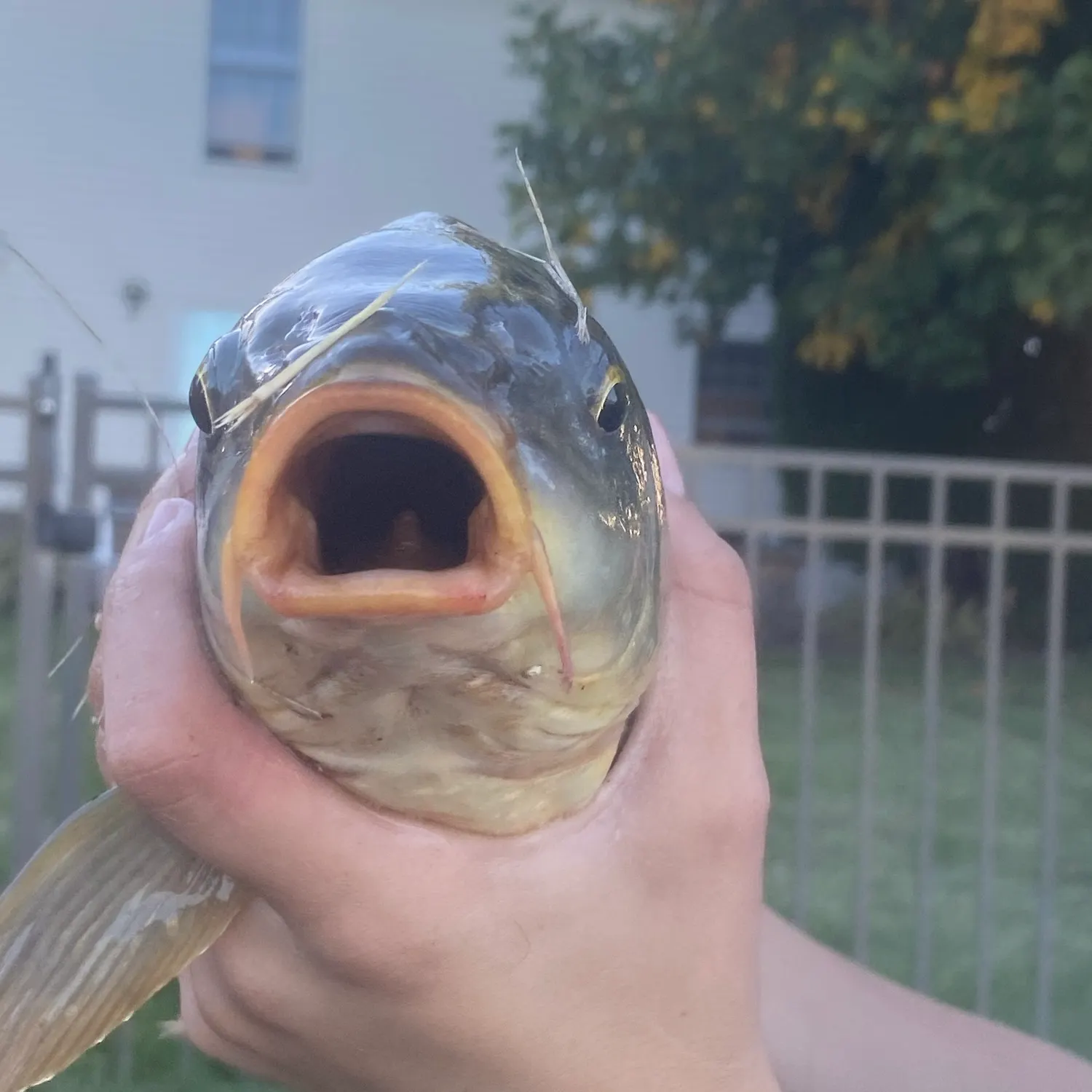 Common carp caught on Fishbrain
