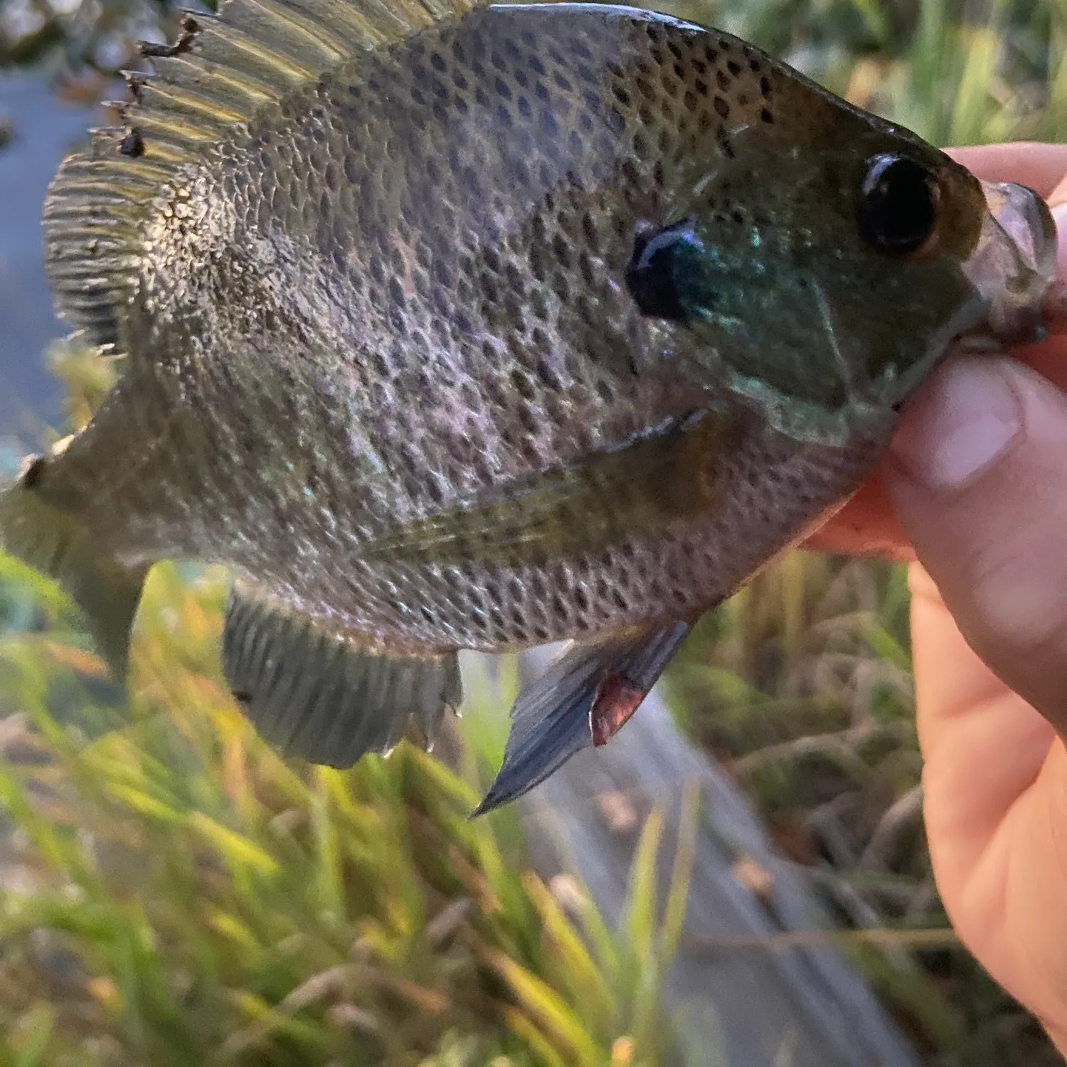 Bluegill caught on Fishbrain