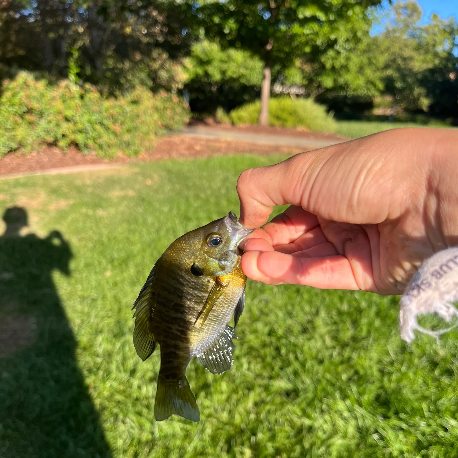 Bluegill caught on Fishbrain