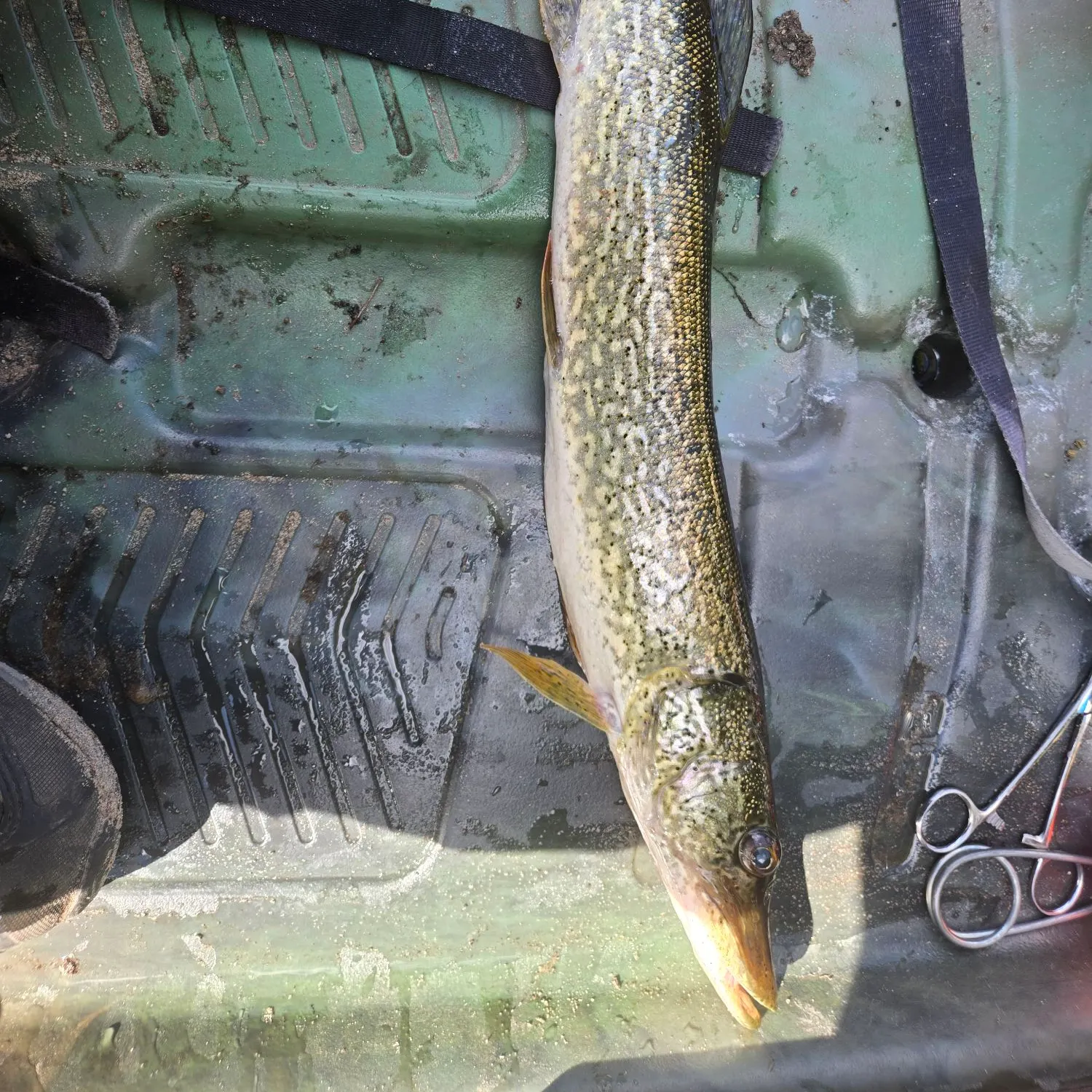 Northern pike caught on Fishbrain