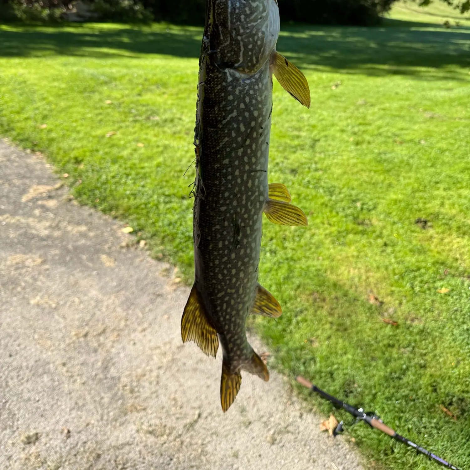 Northern pike caught on Fishbrain