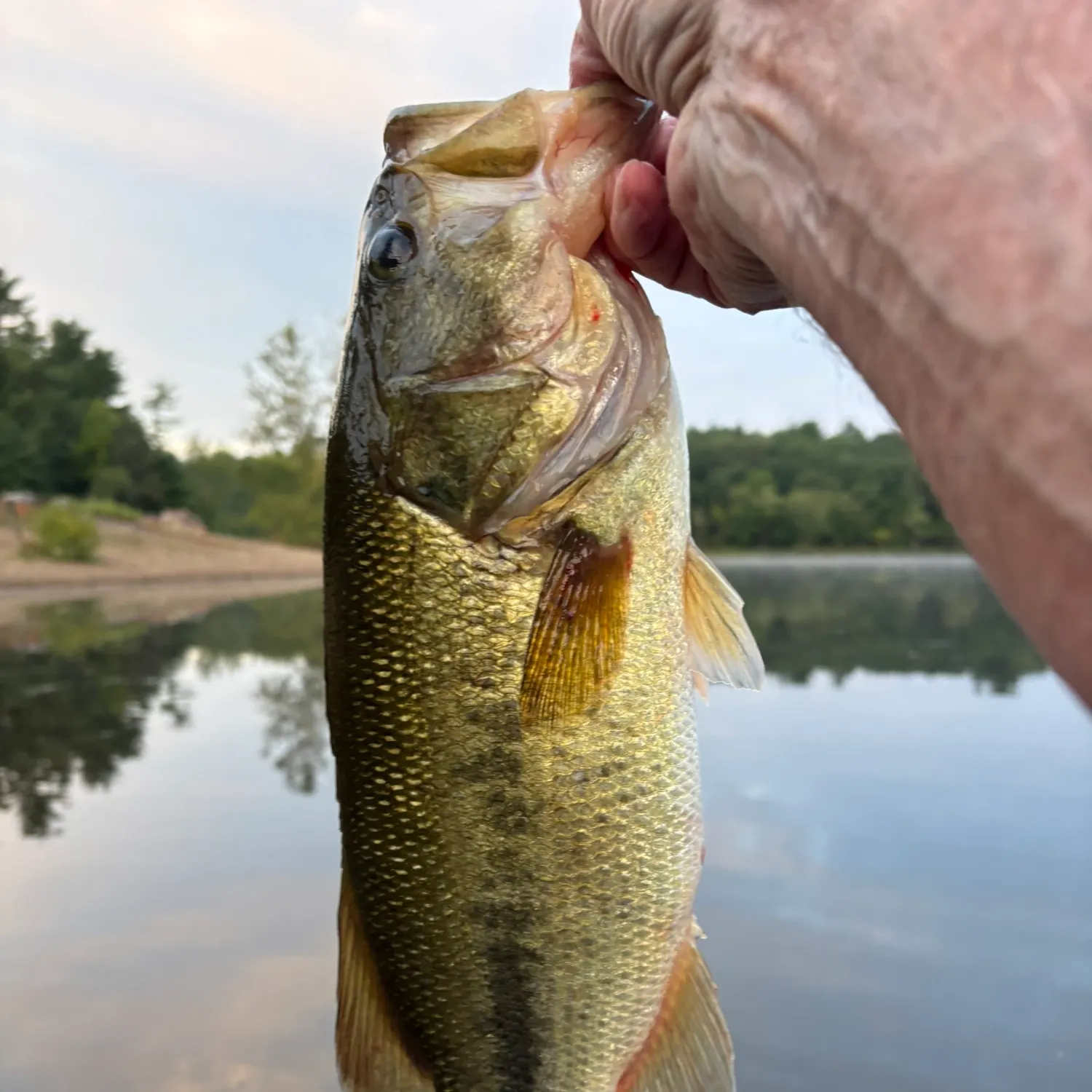 Largemouth bass caught on Fishbrain