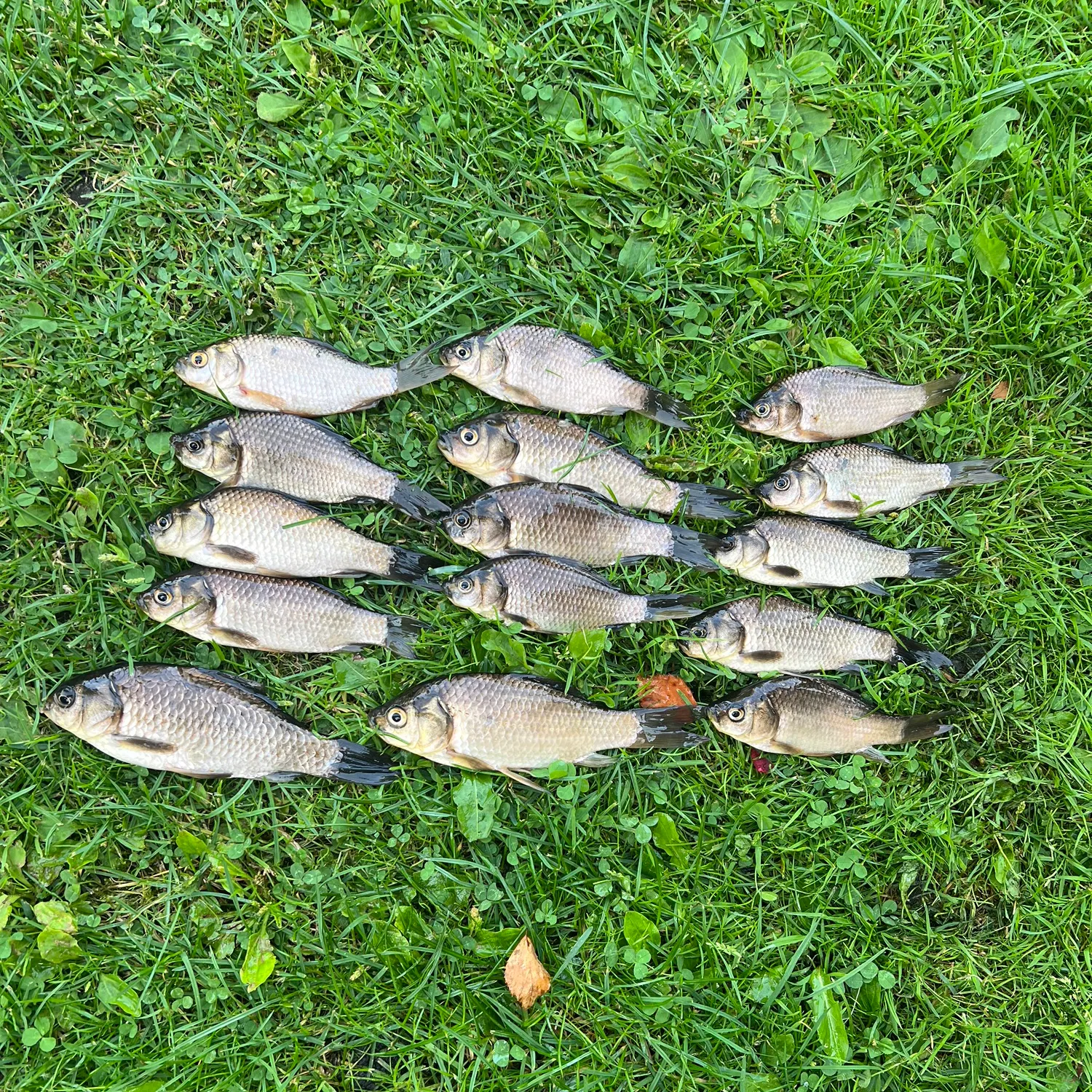 Crucian carp caught on Fishbrain