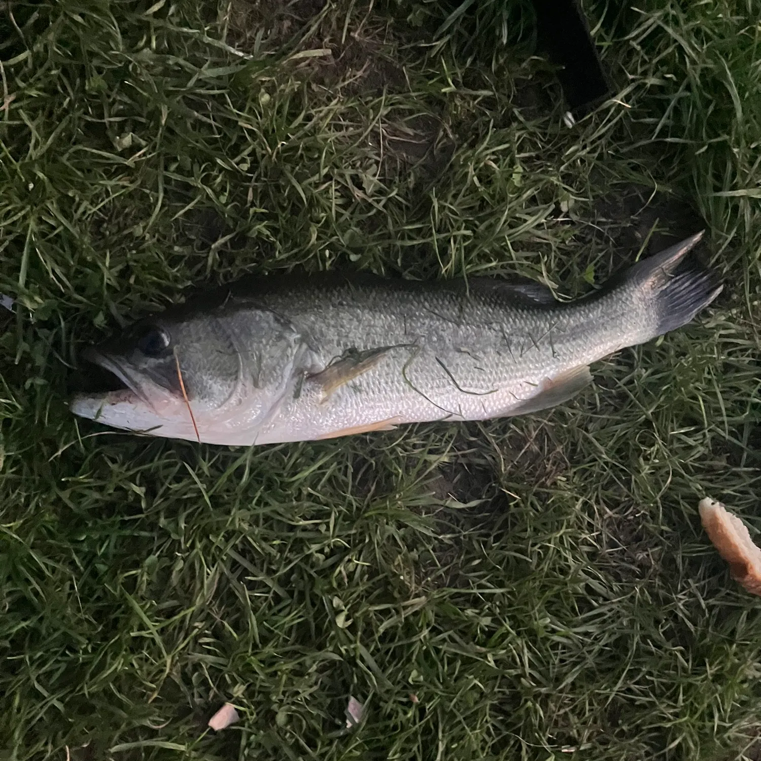 Fish caught on Fishbrain