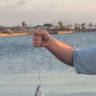 The most recent Spottail seabream catches on Fishbrain