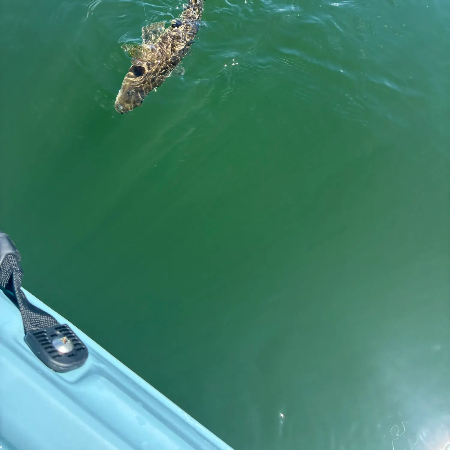 Dusky flathead caught on Fishbrain