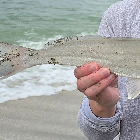 The most recent Gulf kingcroaker catches on Fishbrain