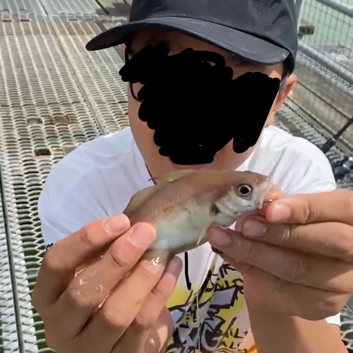 The most recent Pouting catches on Fishbrain