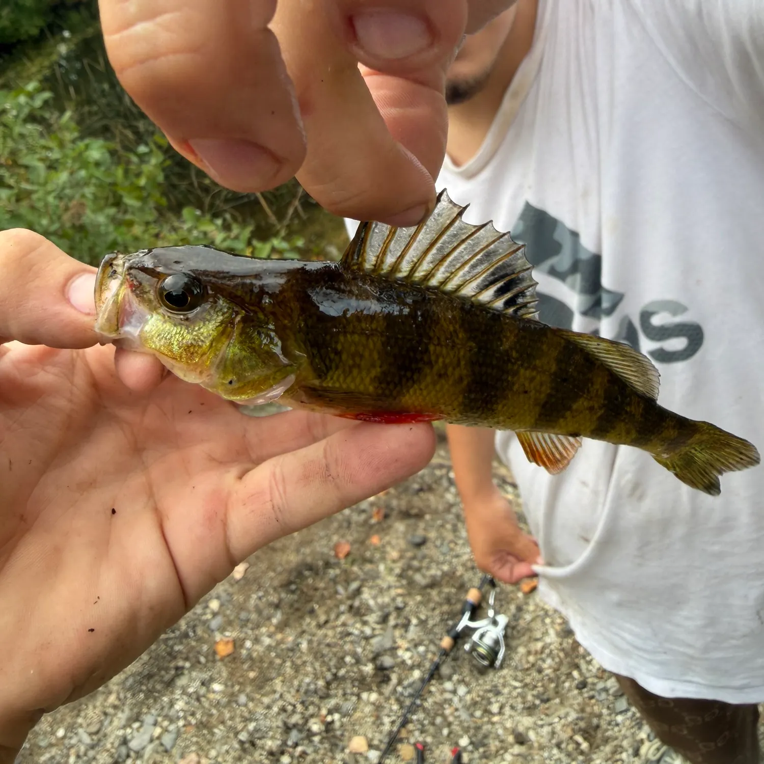 Yellow perch caught on Fishbrain