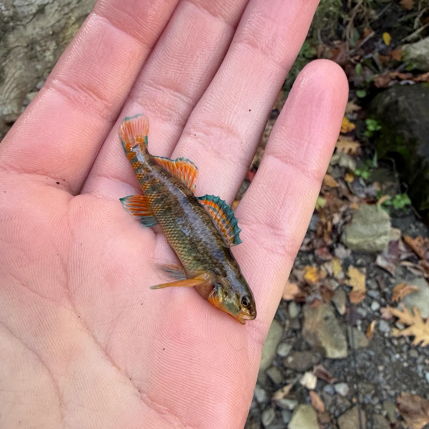 The most recent Rainbow darter catches on Fishbrain