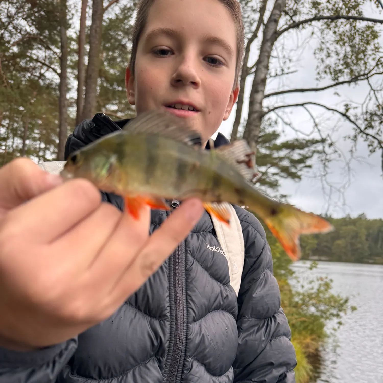 European perch caught on Fishbrain