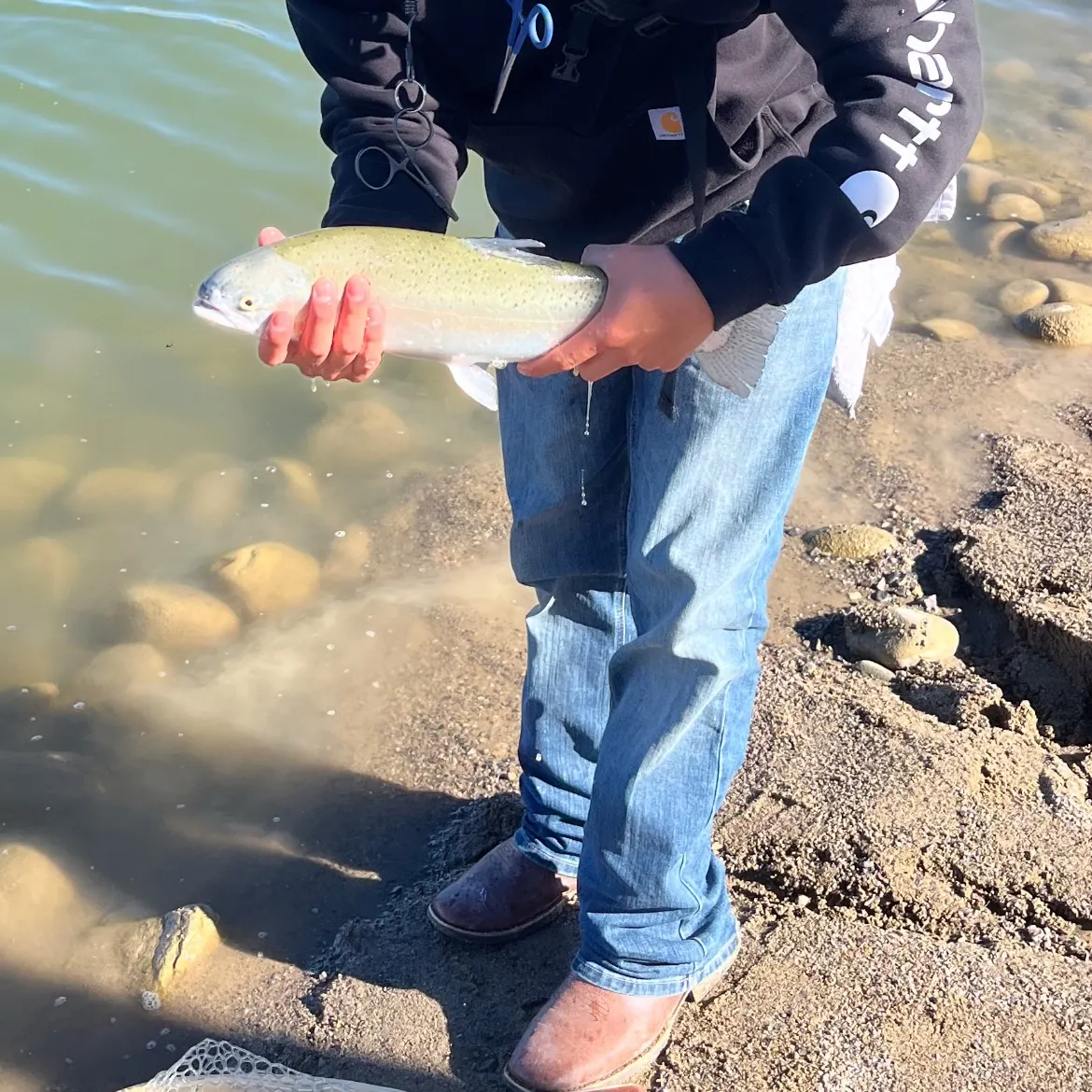 Rainbow trout caught on Fishbrain