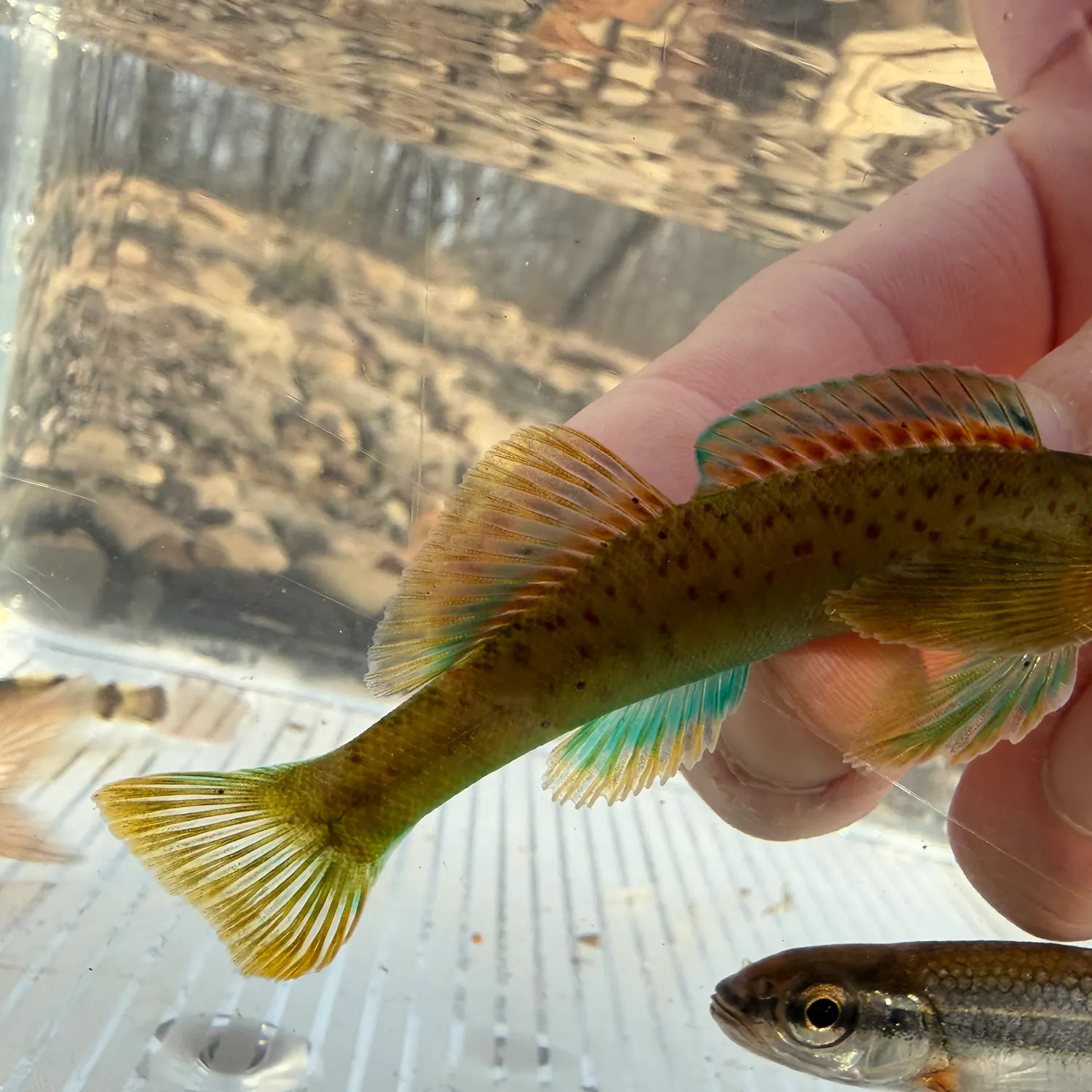 The most recent Greenside darter catches on Fishbrain