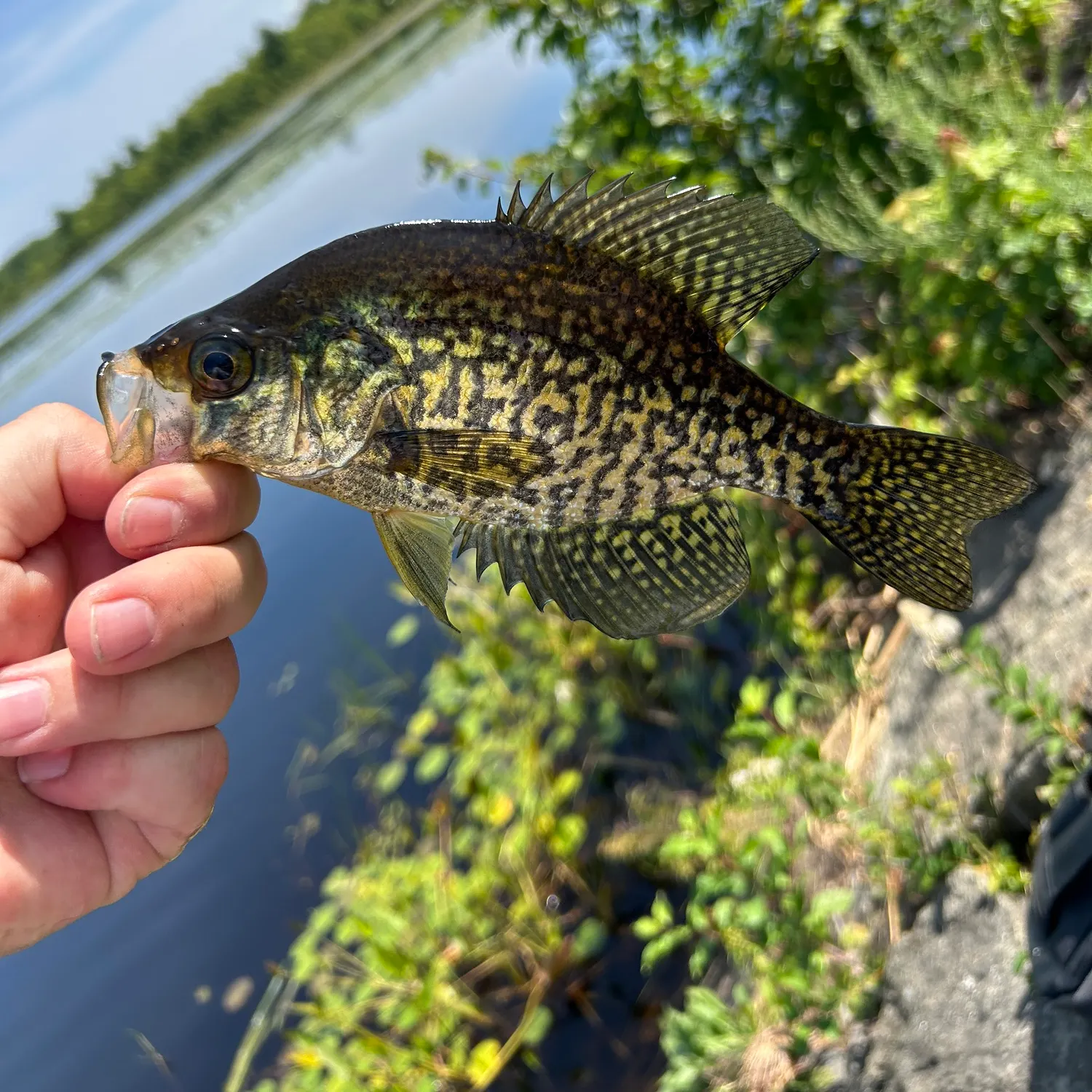 catch