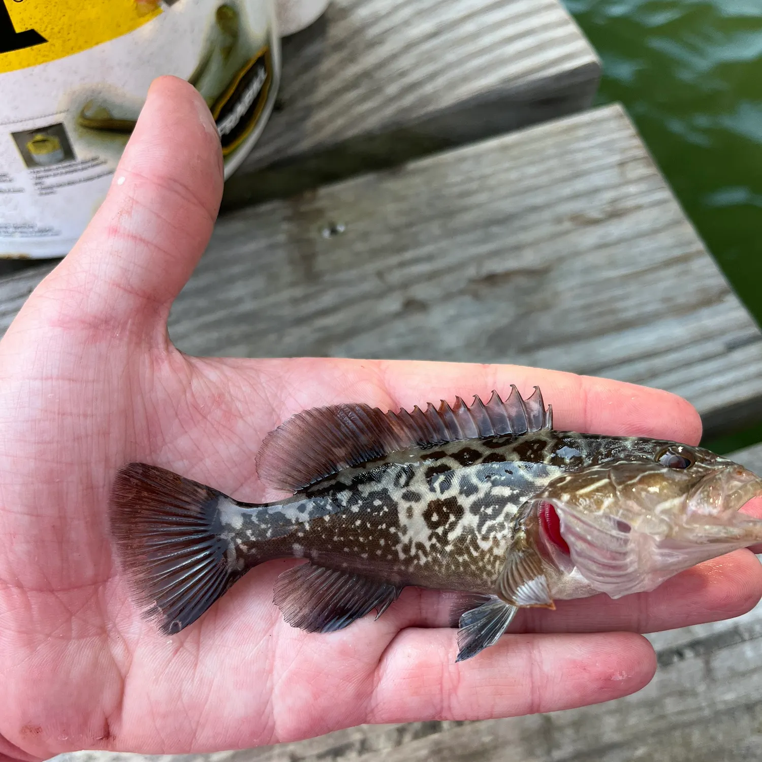 The most recent Gag grouper catches on Fishbrain