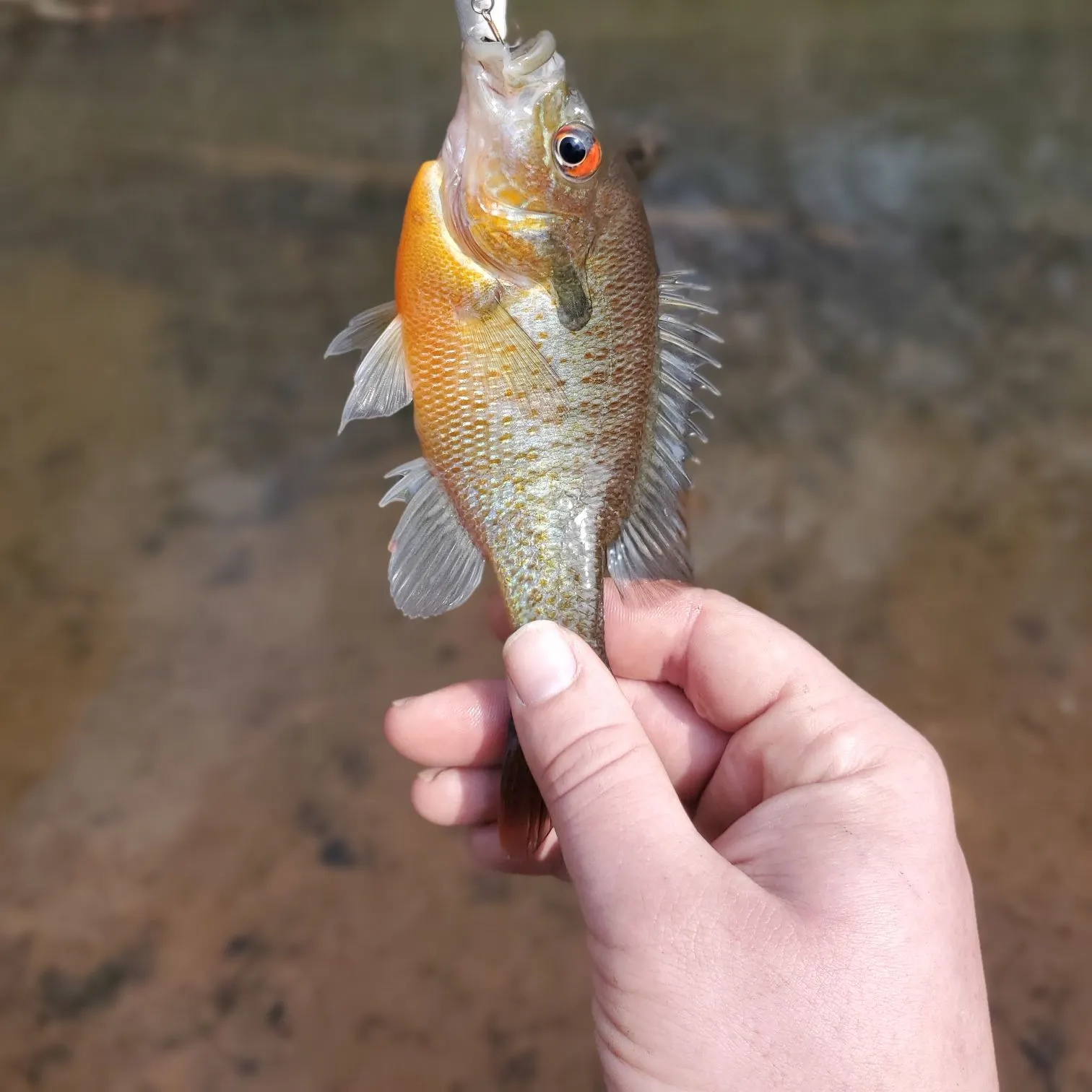The most recent Redbreast sunfish catches on Fishbrain