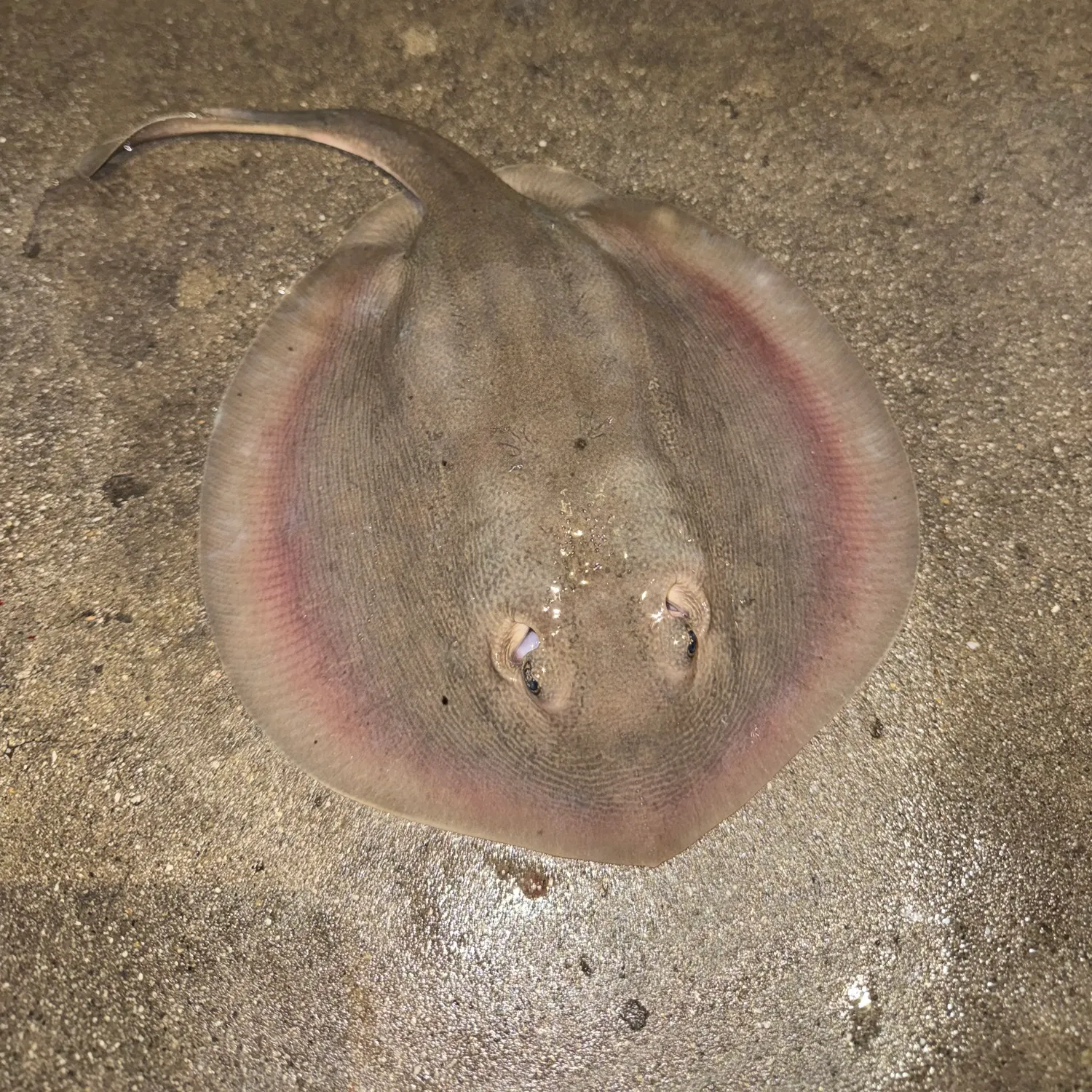 The most recent Haller's round ray catches on Fishbrain