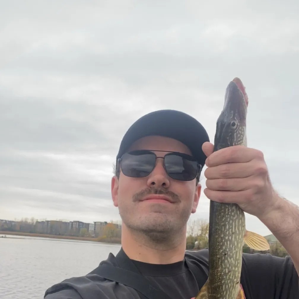 Northern pike caught on Fishbrain