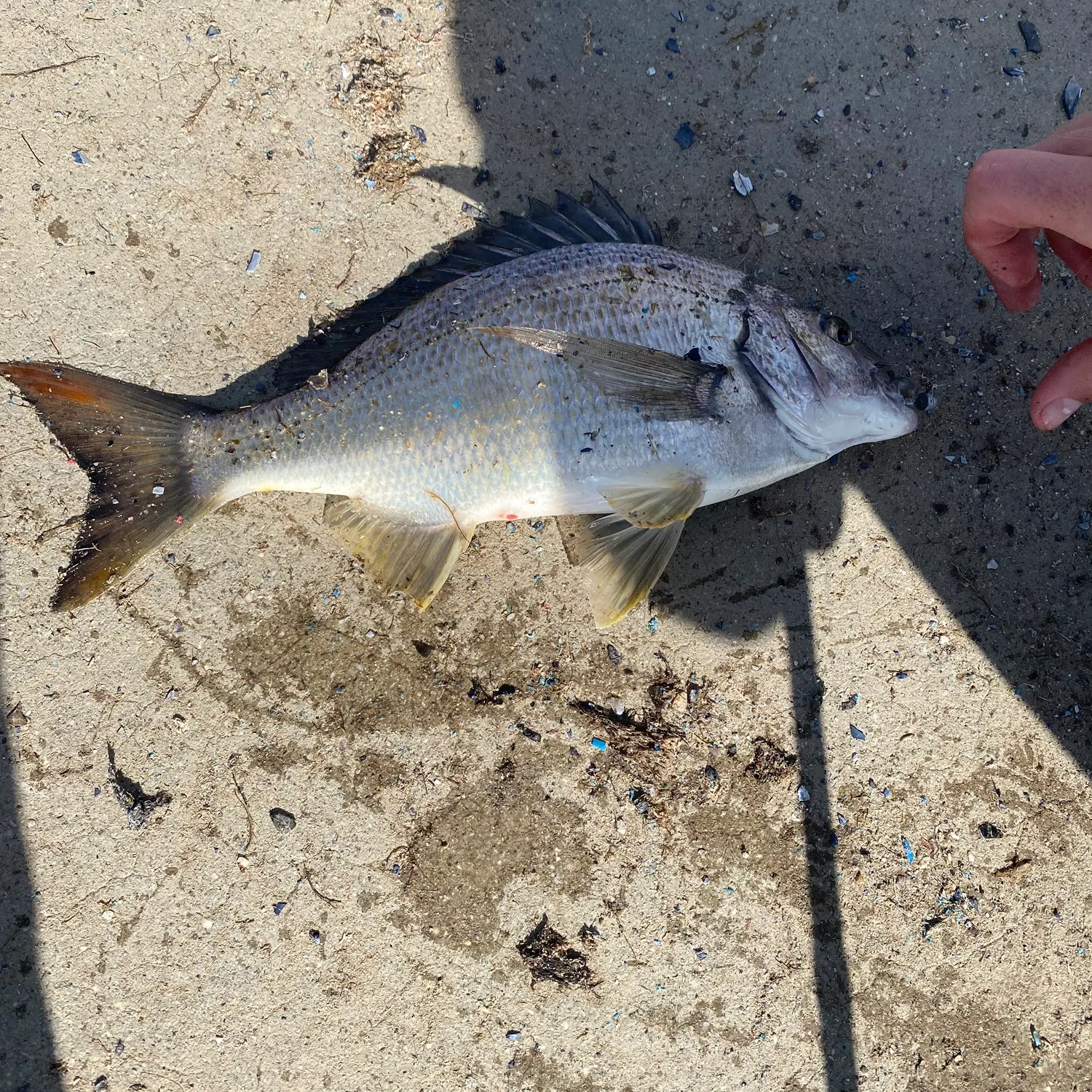 Surf bream caught on Fishbrain