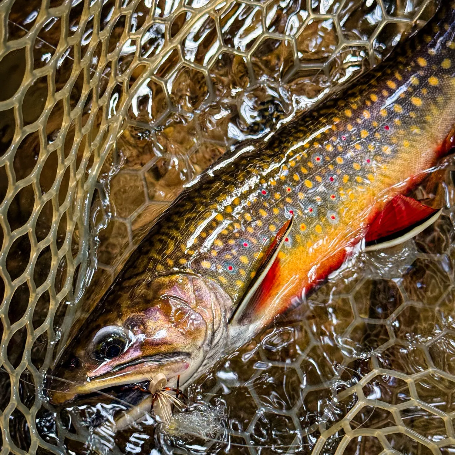 Brook trout caught on Fishbrain