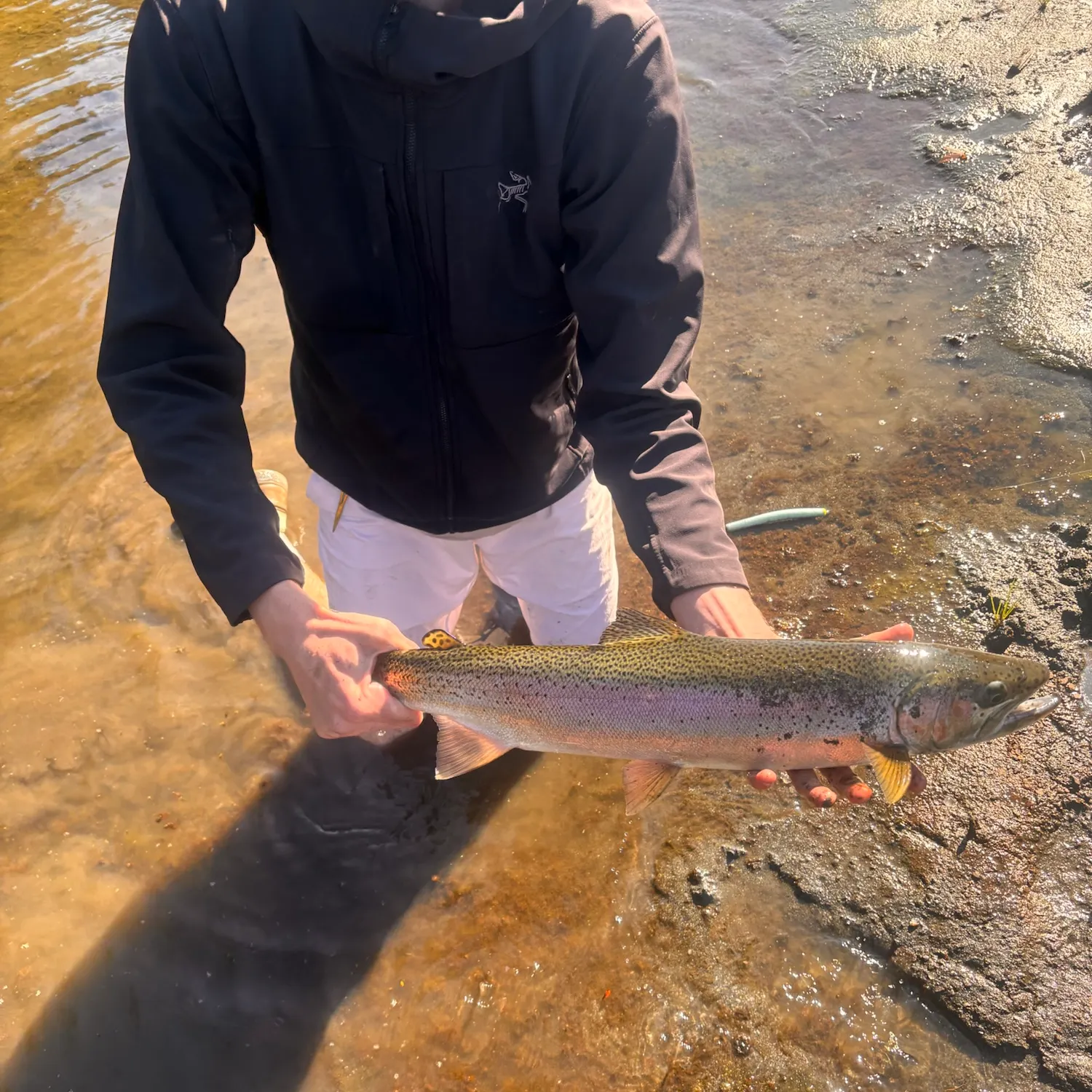Steelhead caught on Fishbrain