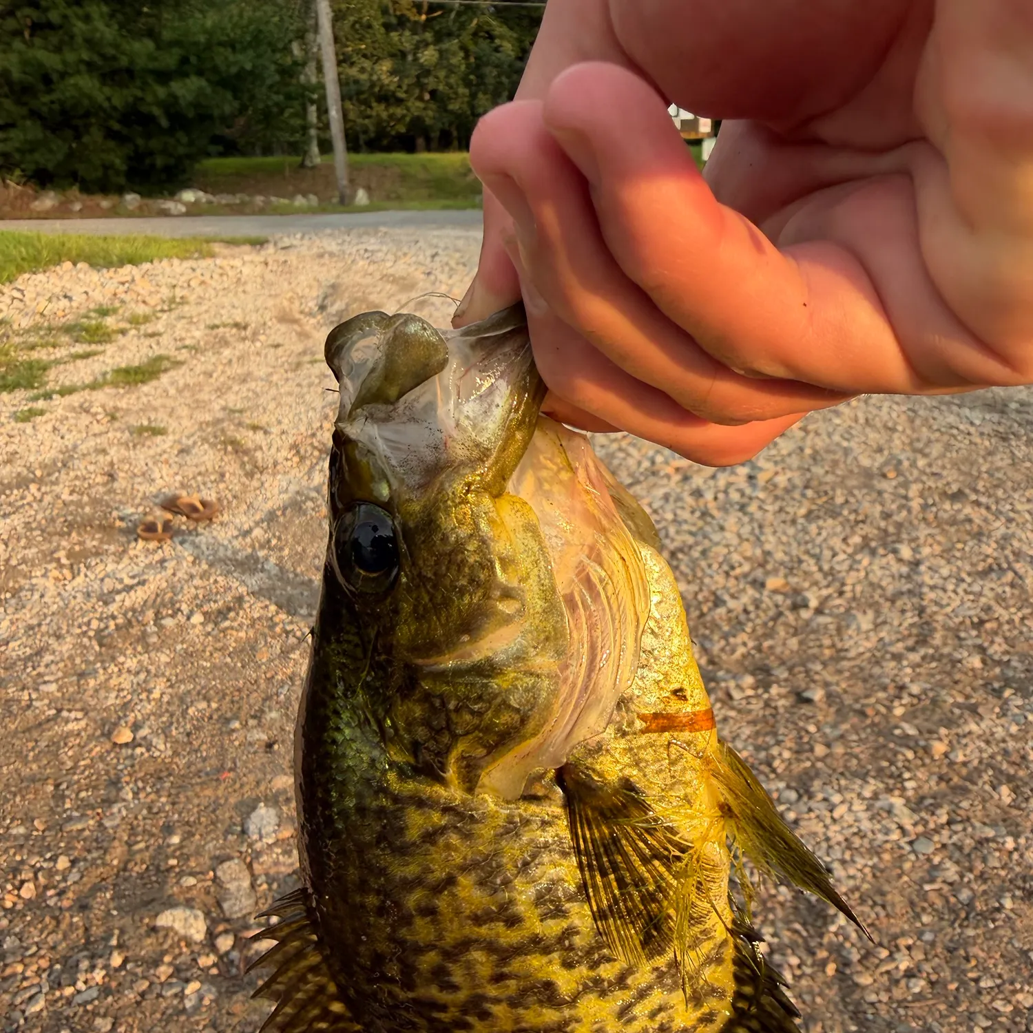 catch