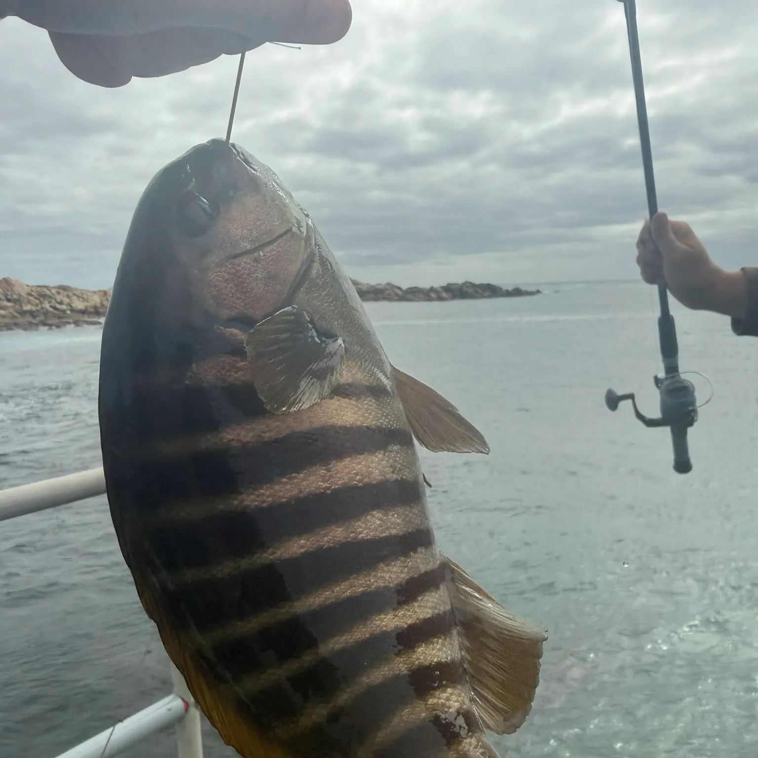 The most recent Zebra fish catches on Fishbrain