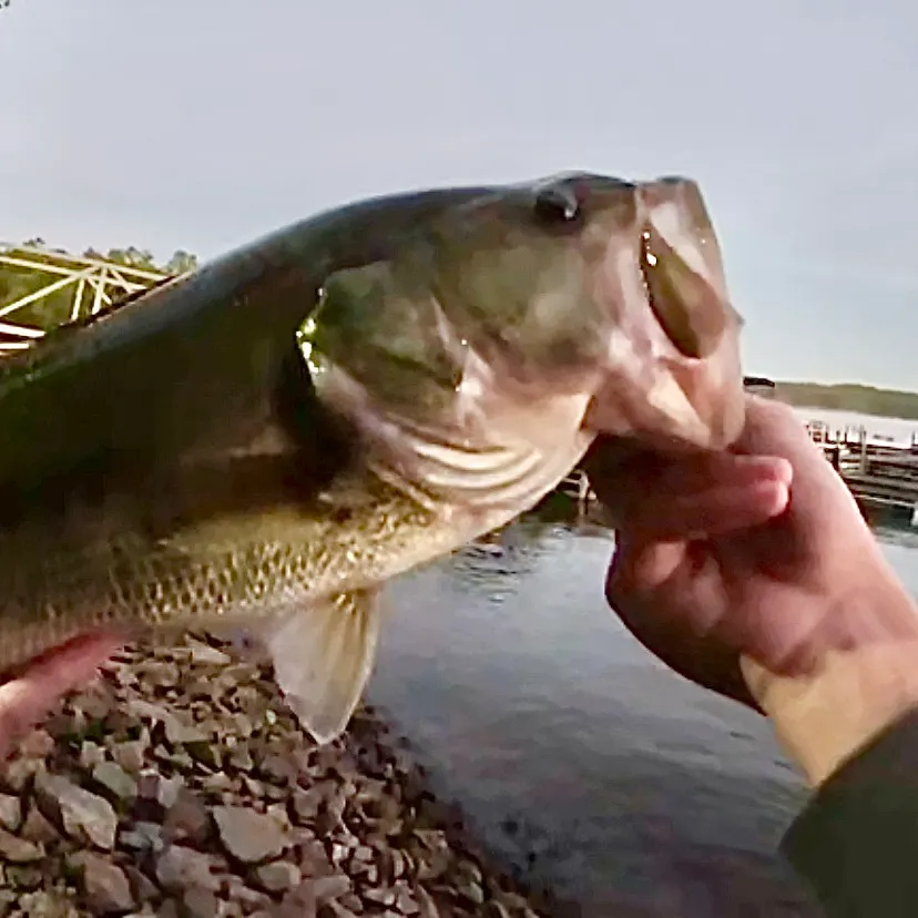 Largemouth bass caught on Fishbrain