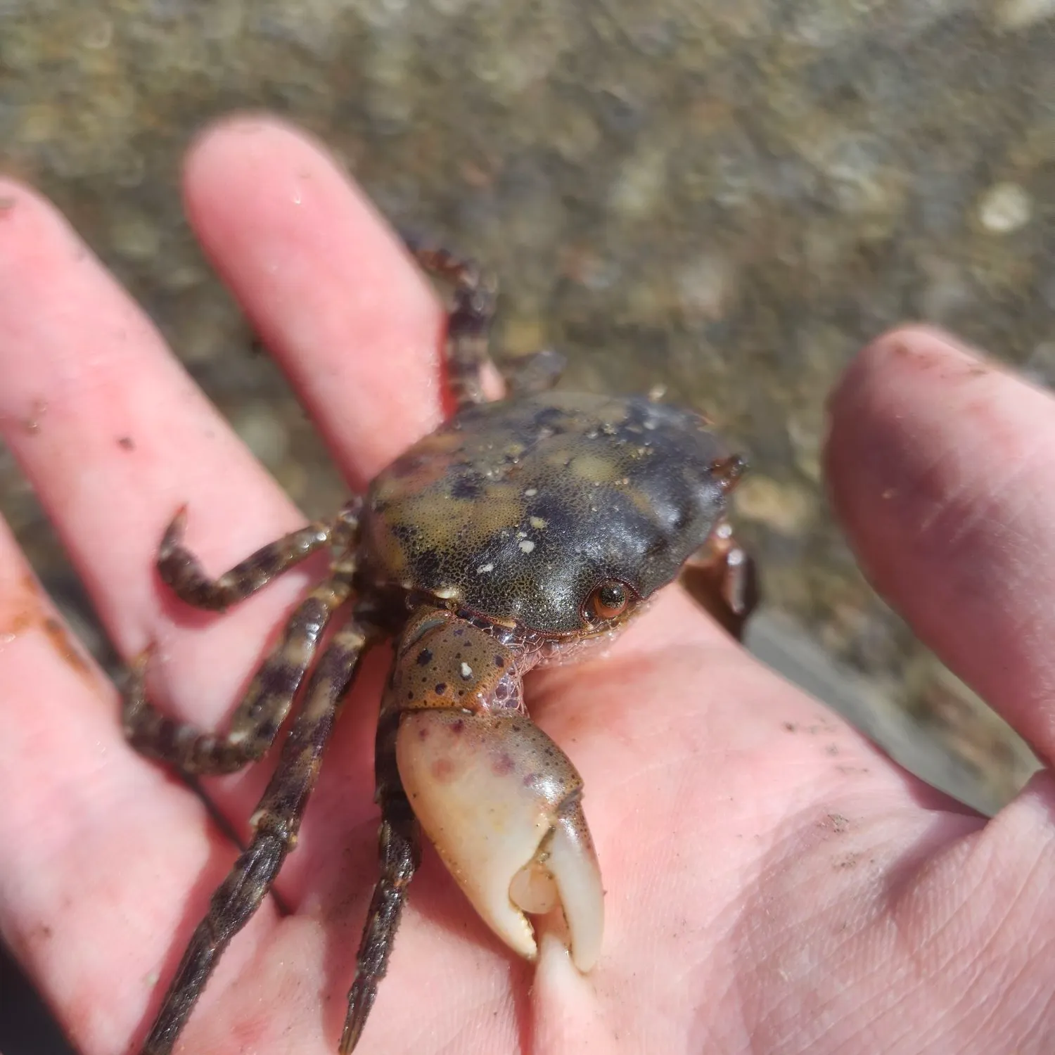 The most recent Green crab catches on Fishbrain