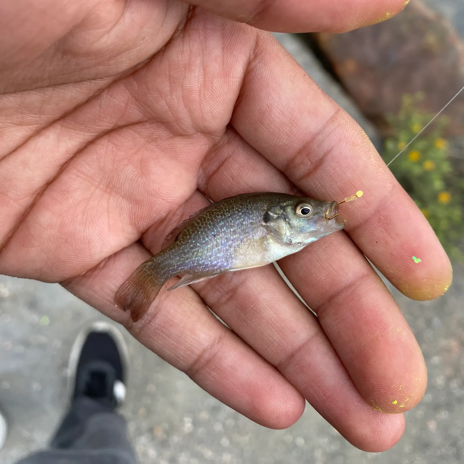 Green sunfish caught on Fishbrain