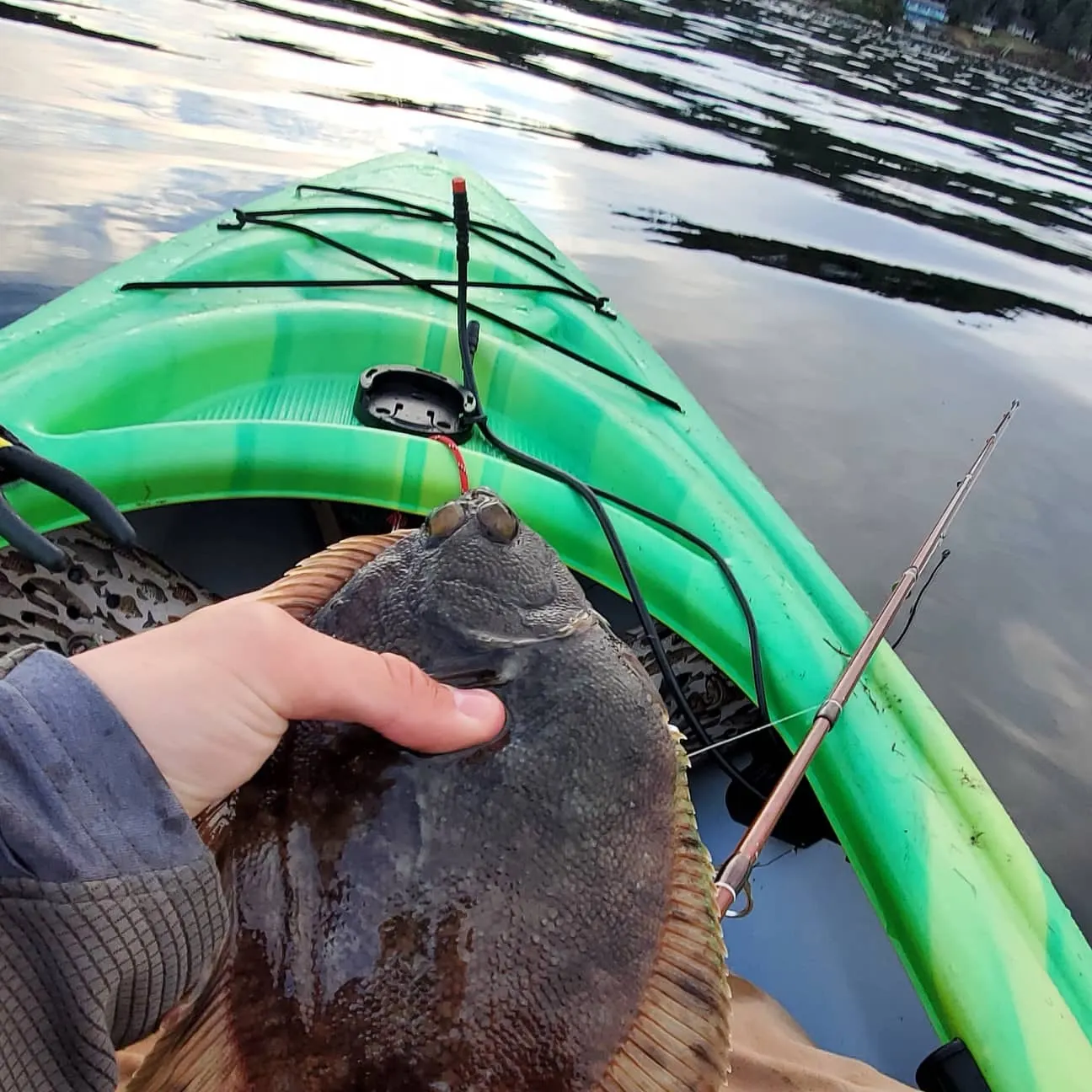 Northern rock sole caught on Fishbrain