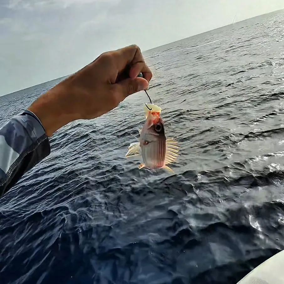 most liked catch image