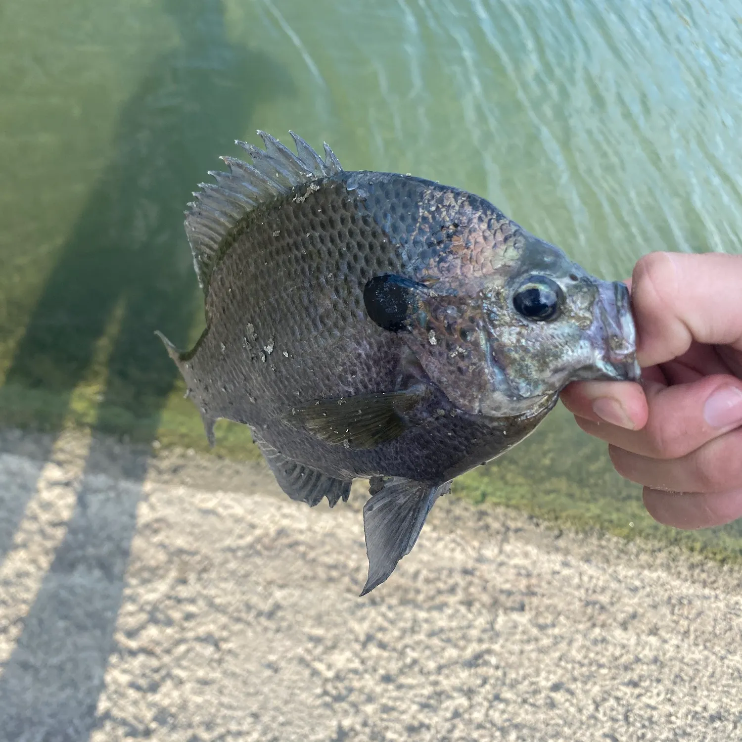 Bluegill caught on Fishbrain