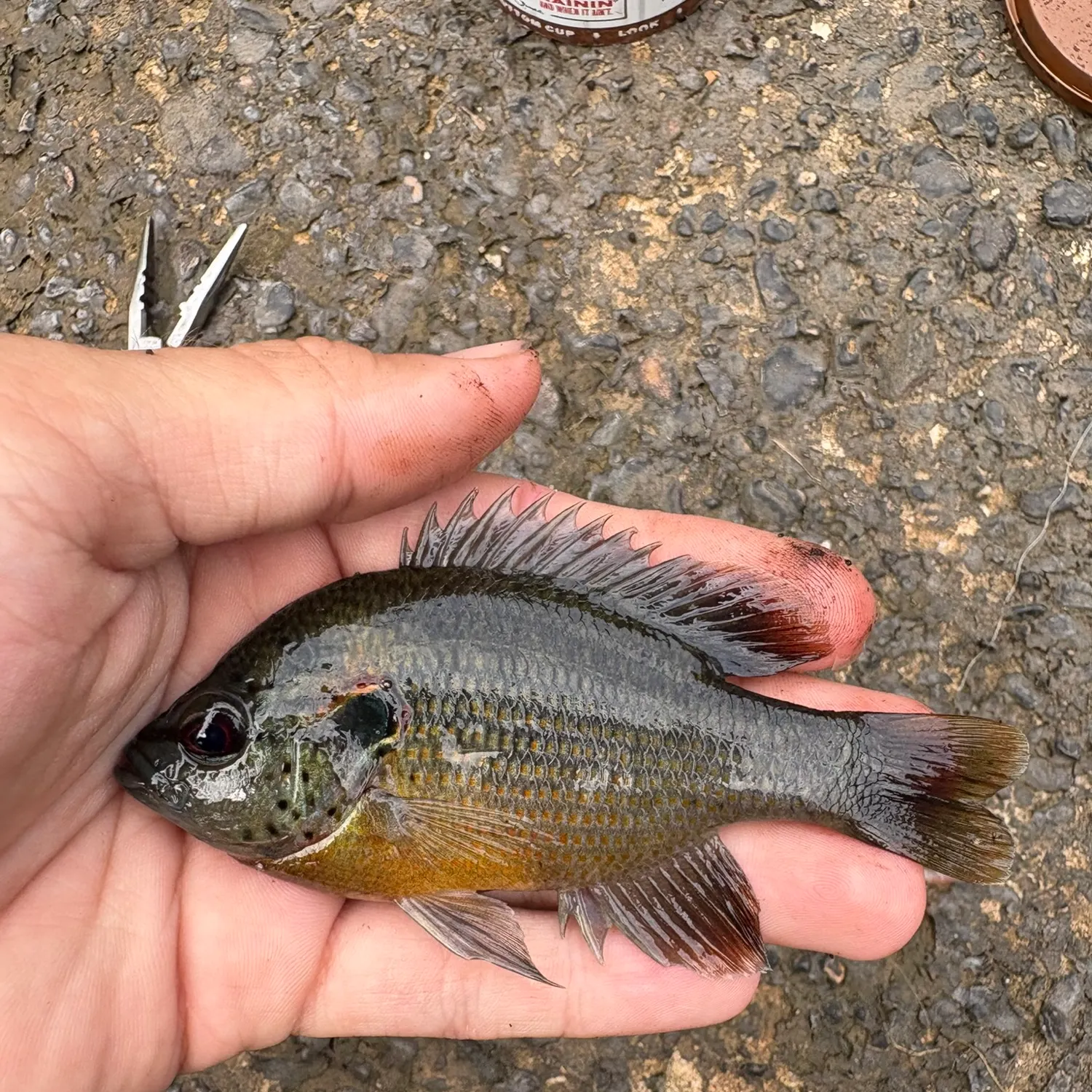 The most recent Redspotted sunfish catches on Fishbrain