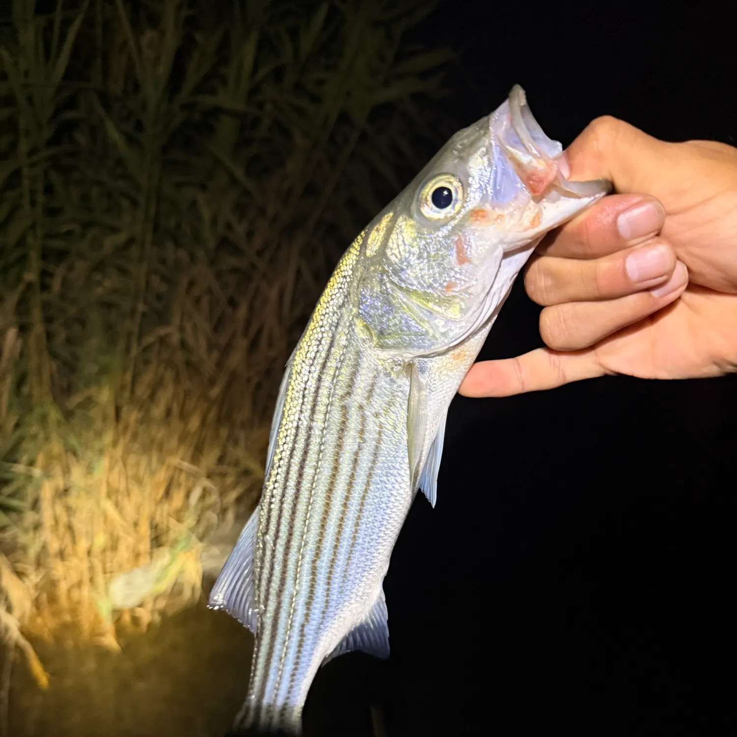 Striped bass caught on Fishbrain