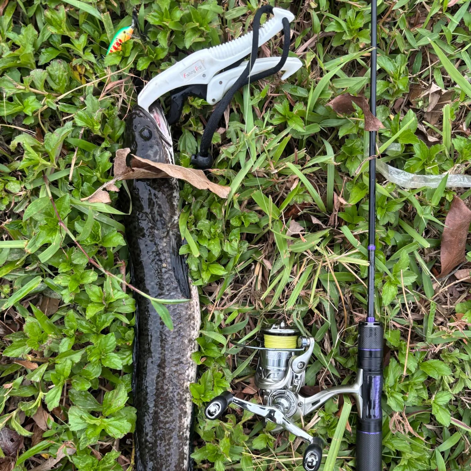 The most recent Striped snakehead catches on Fishbrain