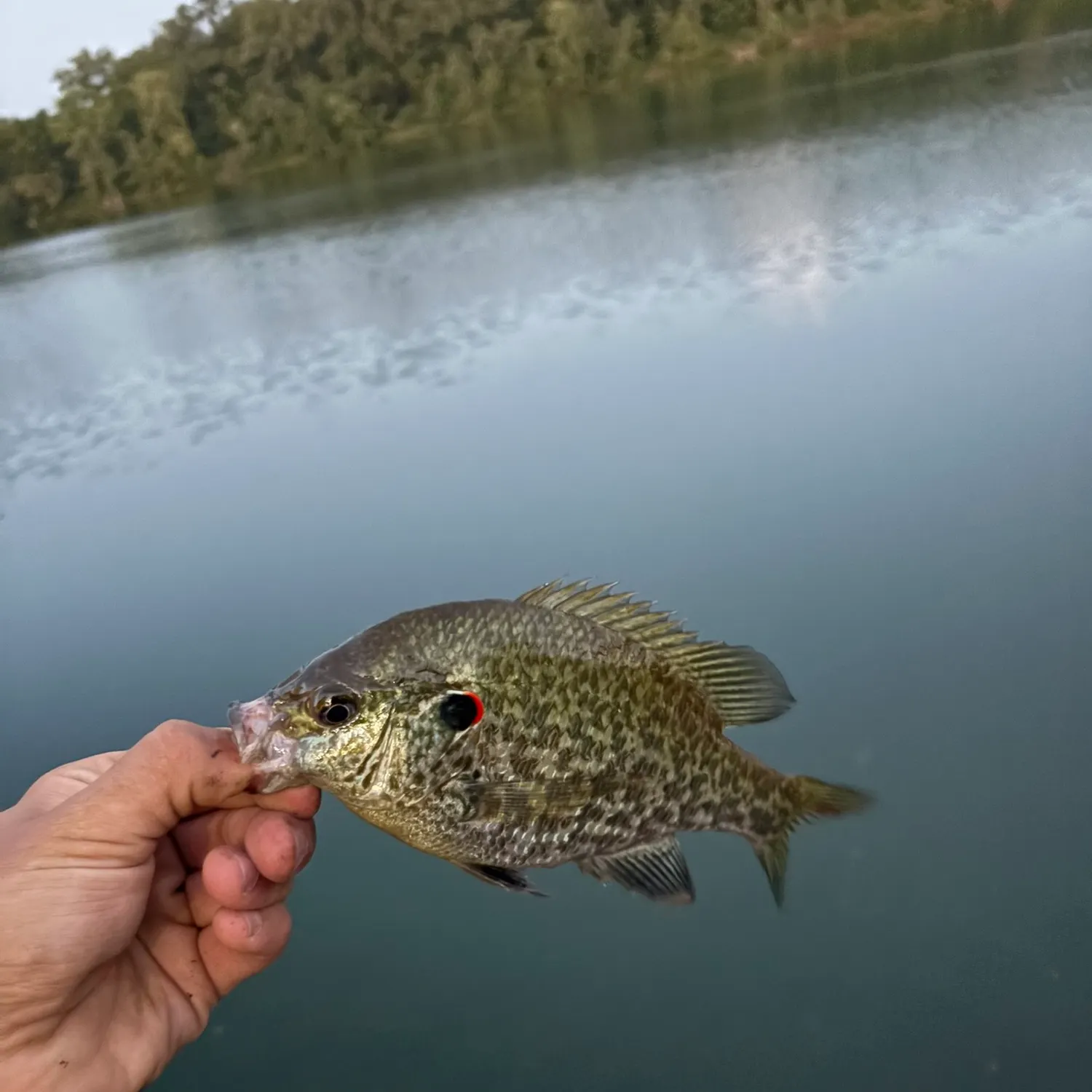 Redear sunfish caught on Fishbrain