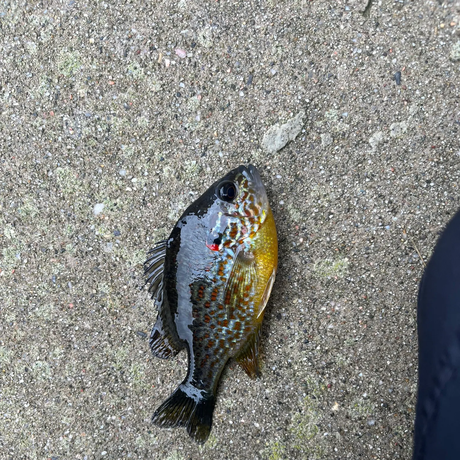 Pumpkinseed caught on Fishbrain