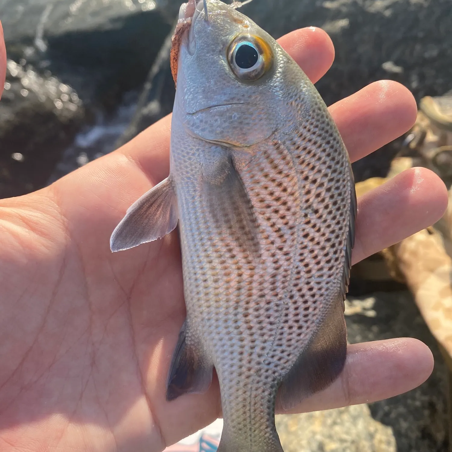 The most recent Sailor's choice grunt catches on Fishbrain