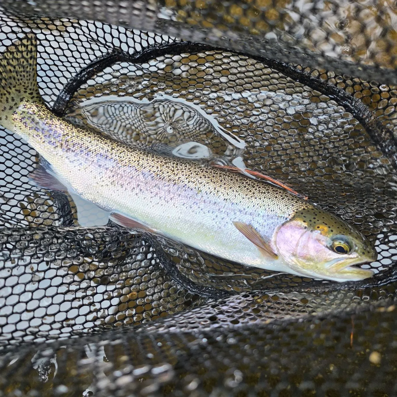 Rainbow trout caught on Fishbrain