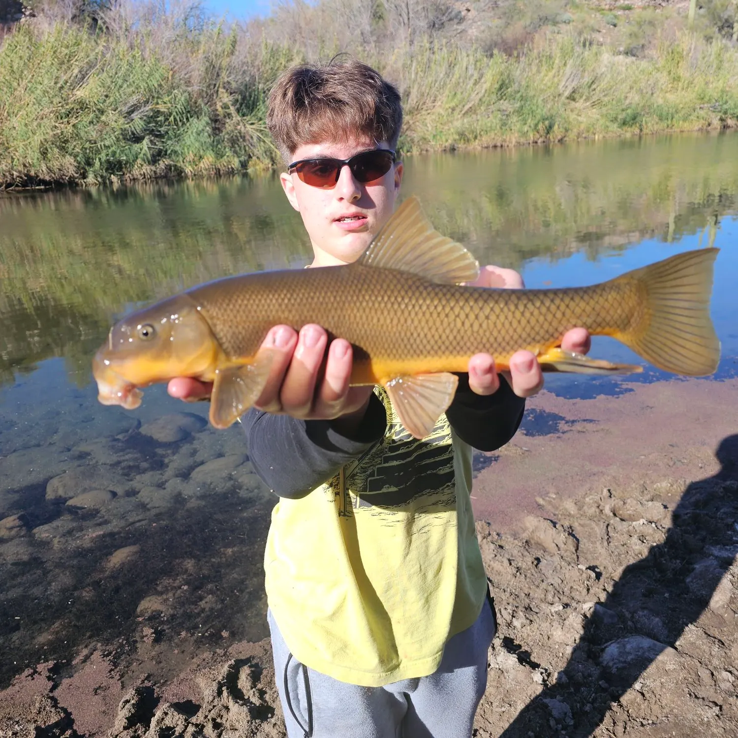 The most recent Sonora sucker catches on Fishbrain