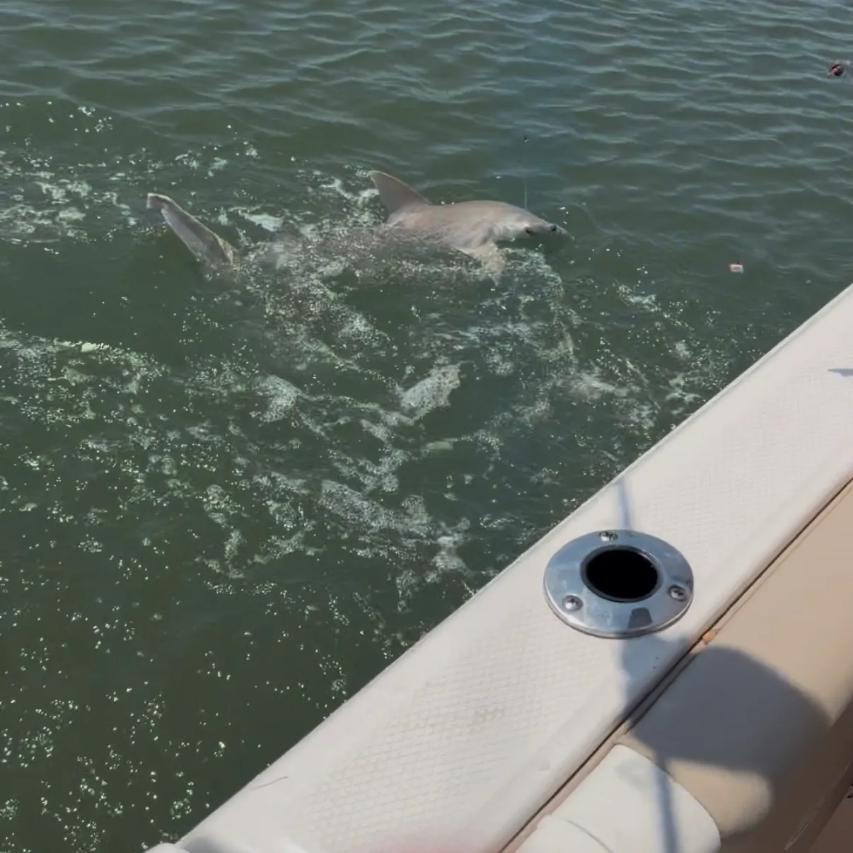 Bonnethead shark caught on Fishbrain