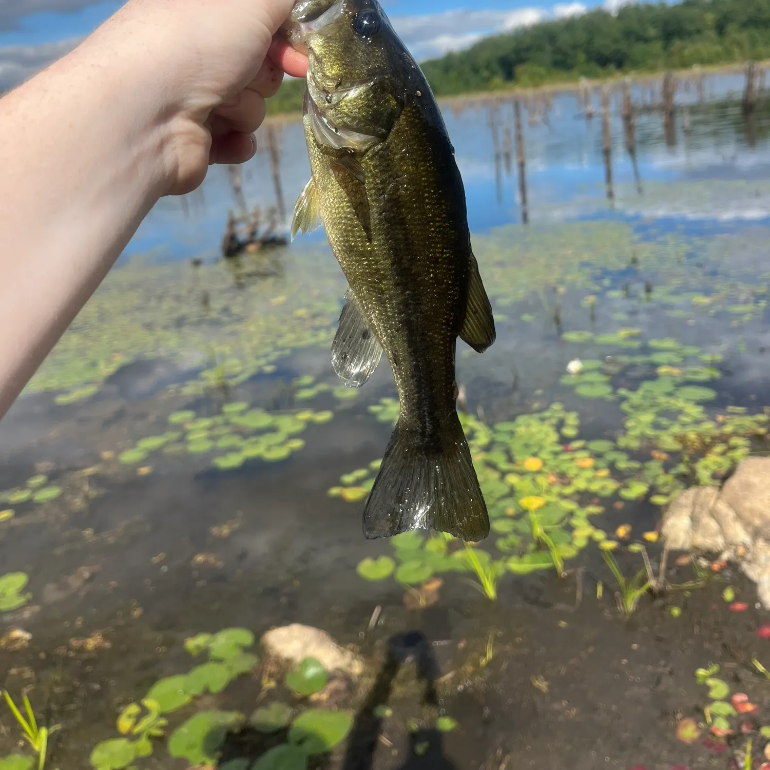 Largemouth bass caught on Fishbrain
