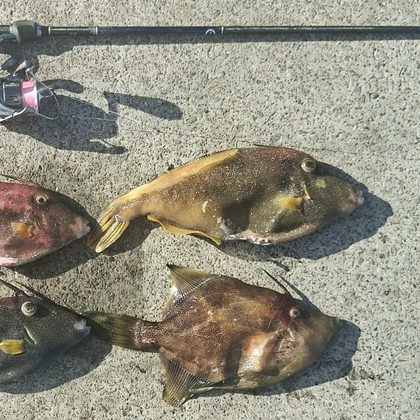 catch