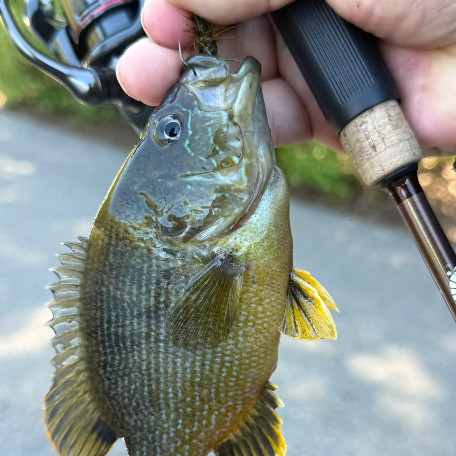 The most recent Green sunfish catches on Fishbrain